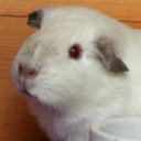 cutecavies-blog avatar