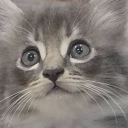 cutecore-core avatar