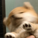 cutecur7ygirl avatar