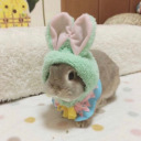 cutefrogsanddietcoke avatar