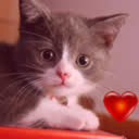 cutekittiesilove-blog avatar