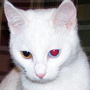 cutekittykitty avatar