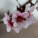 cutelullabies avatar