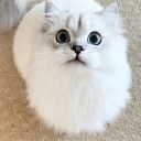 cutepetlovers avatar