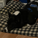 cutepetsalldayeveryday avatar