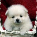 cutepomeranianpics avatar