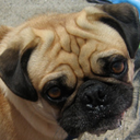 cutepugpics avatar