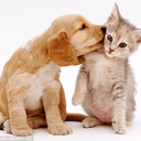 cutes-puppy-blog-blog avatar