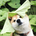 cuteshibe avatar