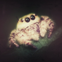 cutespiderlucas avatar