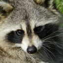 cutest-raccoon-edits avatar