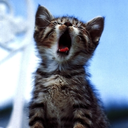 cutestkittenpics avatar