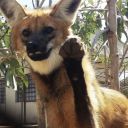 cutestlildoggo avatar