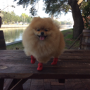 cutestpomeraniandog avatar