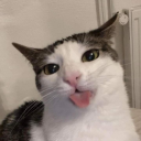 cutestrawberries avatar