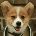 cutesycorgi avatar