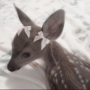 cutesyydeer avatar