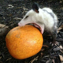 cutethings-foryou avatar