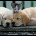 cutevideostation avatar