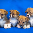 cuteyoutubedescriptions avatar