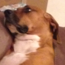 cutiekitty5555 avatar