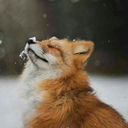 cutielittlefoxy avatar