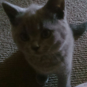 cutiepoots-blog avatar