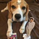 cutiethebeagle avatar