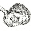 cutievibes avatar