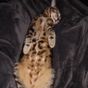 cuttlefishcanvas avatar