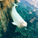 cuzimcoollikethat avatar