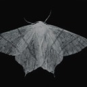 cvrpusdelicti avatar