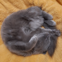 cweercrippledcrafter avatar