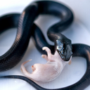 cxcxcxcxcxcxsss avatar