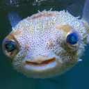 cyanberry08-3 avatar