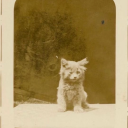 cyantistsblog avatar