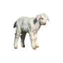 cyberfashionclub avatar