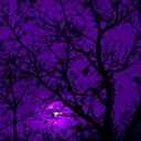 cyberfestivaldonkeycash avatar