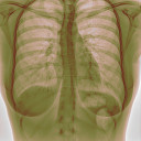 cybernarcissus avatar