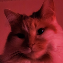 cyberneticdhampir avatar