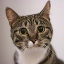 cybrheartheart avatar