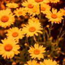 cyclical-paths avatar