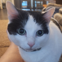 cyclopentylpropionateester avatar