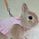 cygnettesnoires avatar