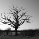 cynical-state-of-mind avatar