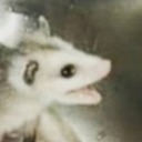 cynicalsunset avatar