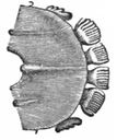 cynocephalidae avatar