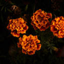 cypressnmarigolds avatar