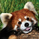 cyrustheredpanda-blog avatar