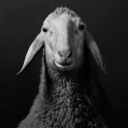 czarnaowcastuff avatar